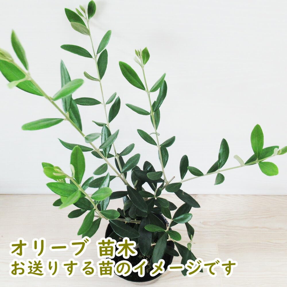 Amazon.co.jp: 【 選べる 】 オリーブ 苗 苗木10.5cmポット 【 ルッカ